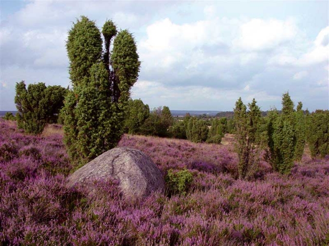 Hermann Löns die Heide blüht - Heideblüte in der Lüneburger Heide