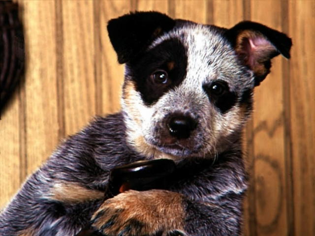 Urlaub mit dem Hund - hier fühlen sich Frauchen und Herrchen pudelwohl! Urlaub mit dem Hund - hier fühlen sich Frauchen und Herrchen pudelwohl!