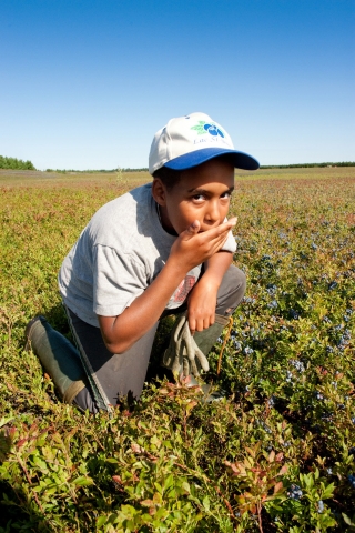 Wilde Blaubeeren: Reif für den Frost Wilde Blaubeeren: Reif für den Frost