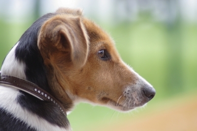 Hundehaftpflicht: Auch Niedersachsen geht neue Wege beim Hundegesetz