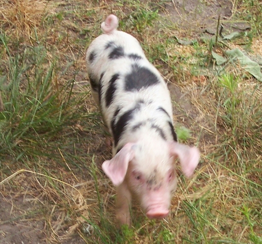 Ferkel sucht Familie