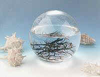 EcoSphere