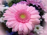Einmal Blumen für Vermieter. Bild by Rosel-Eckstein pixelio.de