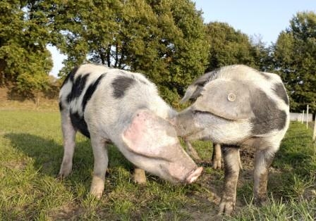 So gut schmeckt das Emsland