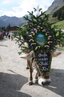 Der Hintertuxer Almabtrieb ist einer der schönsten in ganz Tirol. Der Hintertuxer Almabtrieb ist einer der schönsten in ganz Tirol.
