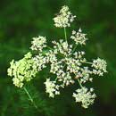 Bärwurz Blume Bärwurz Blume
