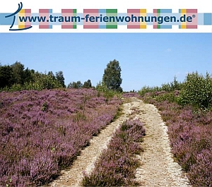 Die Heide blüht auch auf Traum-Ferienwohnungen.de