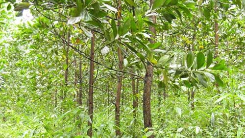 GreenAcacia: Das neue
