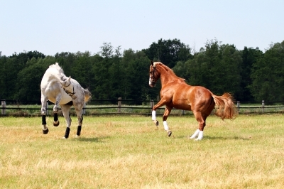 Mit der Pferdeversicherung sind Pferd und Reiter bestens geschützt