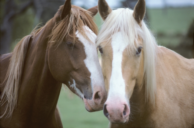 Berufsqualifikation zum Tierheilpraktiker