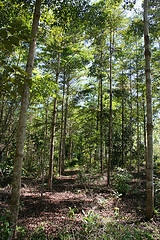 ForestFinance für den FSC Global Partner Award nominiert