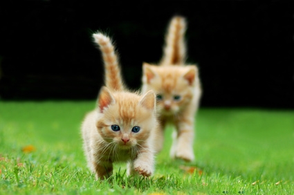 Katzenflüsterin gibt kostenlos Insider-Tipps. Jetzt Relaunch der Seite www.katzenflüsterin.de Katzenflüsterin gibt kostenlos Insider-Tipps. Jetzt Relaunch der Seite www.katzenflüsterin.de