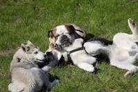 Zu Feiertagen wie Pfingsten ist die Hundepension des Berliner Hundesitter gut besucht