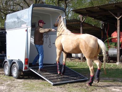 Pferd mit Ladehemmung - was tun? Pferd mit Ladehemmung - was tun?