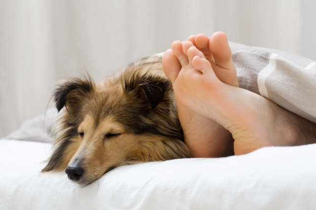 Interessante Informationenüber viskoelastische XXL Hundekissen