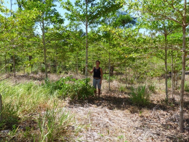 Jean Giono 40. Jahrestag: ForestFinance verlost   40 Exemplare von