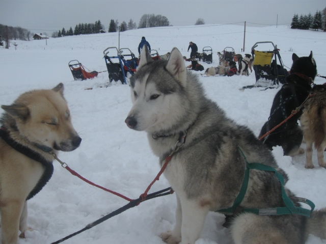 Huskytouren im Französischen Jura