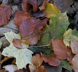 Vital bleiben - auch wenn die Blätter fallen Vital bleiben - auch wenn die Blätter fallen