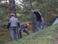 Wald-Arbeit ist Team-Arbeit
