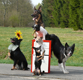 Gefragte Profis: Die Trick Dogs von der Markus Mühle! (Foto: © Clemens Borger)