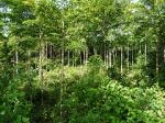 Tropenwald-Lehrpfad in Panama von ForestFinance eröffnet Tropenwald-Lehrpfad in Panama von ForestFinance eröffnet
