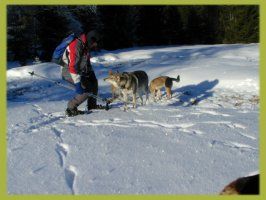 Urlaub mit Hund im Winter