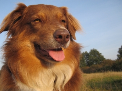Hundehaftpflichtversicherung: Wichtig für den Hundehalter im Alltag