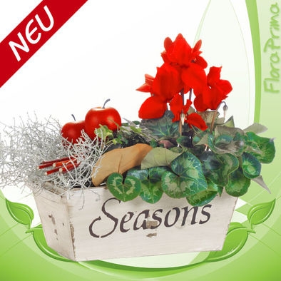 Blumen im Advent: Weihnachtliche Blumengrüße von floraprima.de Blumen im Advent: Weihnachtliche Blumengrüße von floraprima.de