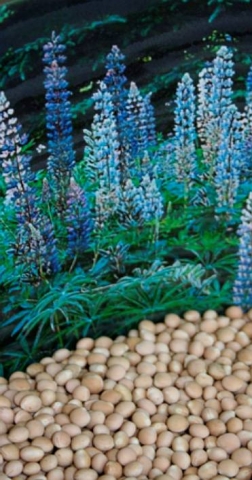 Die V+ GmbH&Co. Fonds 2 KG beteiligt sich mit 10 % Anteilen an der Prolupin GmbH Die V+ GmbH&Co. Fonds 2 KG beteiligt sich mit 10 % Anteilen an der Prolupin GmbH