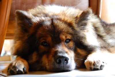 Hundeversicherung: Sicherheit rund um den geliebten Vierbeiner Hundeversicherung: Sicherheit rund um den geliebten Vierbeiner