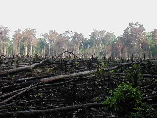 Regenwaldzerstörung - WWF-Studie belegt enorme soziale Folgeschäden der Regenwaldzerstörung Regenwaldzerstörung - WWF-Studie belegt enorme soziale Folgeschäden der Regenwaldzerstörung