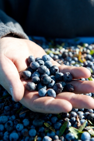 Neue Studie zum Verzehr von Blaubeeren bei Diabetes-Risiko
