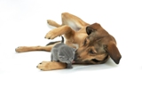 AGILA kennt die beliebtesten Tiernamen für Hund und Katze AGILA kennt die beliebtesten Tiernamen für Hund und Katze