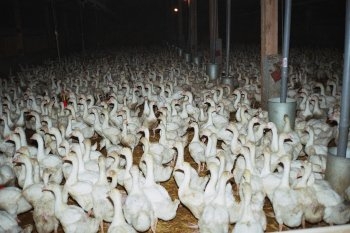 aktion tier informiert: Gans ist nicht gleich Gans aktion tier informiert: Gans ist nicht gleich Gans