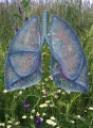 Asthma und Pollen Asthma und Pollen