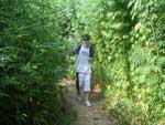 Besucher im Hanflabyrinth Besucher im Hanflabyrinth