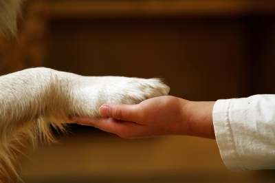 Die Hundekrankenversicherung bietet vielfältigen Schutz für den geliebten Vierbeiner Die Hundekrankenversicherung bietet vielfältigen Schutz für den geliebten Vierbeiner