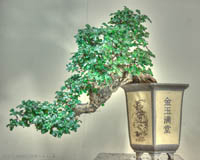 Bonsai für Wohnzimmer