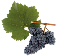 Traube Blauer Zweigelt Traube Blauer Zweigelt