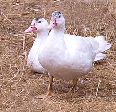Die Weihnachtsgans 2010 ist eine Ente Die Weihnachtsgans 2010 ist eine Ente