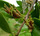 Naturheilmittel gegen Krebs