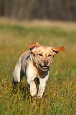 Hundeversicherung: Große Hilfe bei kleinen Schäden Hundeversicherung: Große Hilfe bei kleinen Schäden