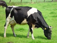 Bildmaterial: Gesunde Haltung - Gesundes Fleisch (Quelle: Wikipedia) Bildmaterial: Gesunde Haltung - Gesundes Fleisch (Quelle: Wikipedia)