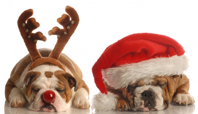 Im Hundeshop online informieren