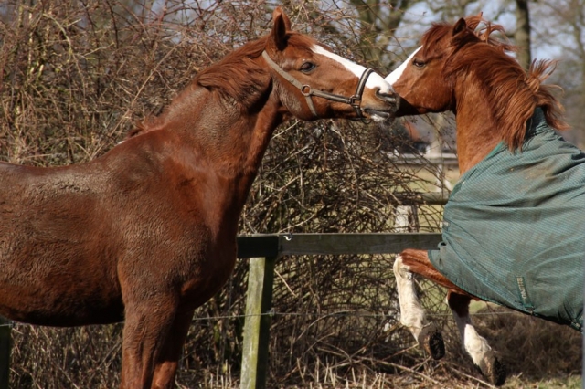 Wichtige Versicherungen für den Stallbetreiber - Tierhüterrisiko und Obhutversicherung Wichtige Versicherungen für den Stallbetreiber - Tierhüterrisiko und Obhutversicherung