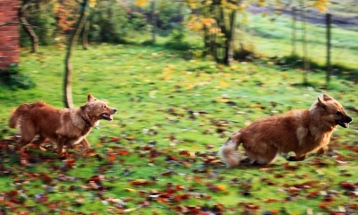 Die Hundehaftpflichtversicherung als sicherster Schutz gegen Schadensersatzforderungen Die Hundehaftpflichtversicherung als sicherster Schutz gegen Schadensersatzforderungen