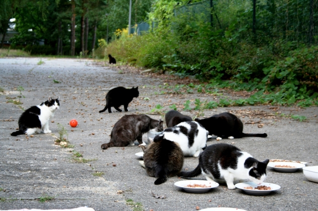 aktion tier informiert: Straßenkatzen, ein bundesweites Problem aktion tier informiert: Straßenkatzen, ein bundesweites Problem