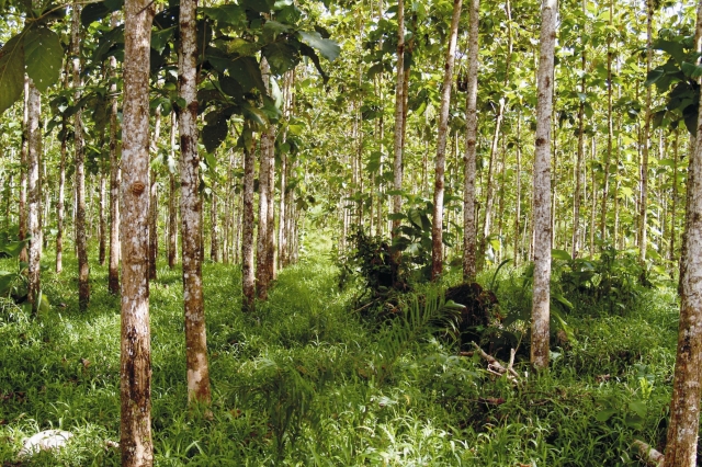 GELD mit Sinn: Forest Finance unterstützt Initiative für nachhaltige Geldanlagen GELD mit Sinn: Forest Finance unterstützt Initiative für nachhaltige Geldanlagen