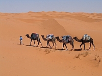 Kameltrekking in der Sahara Kameltrekking in der Sahara