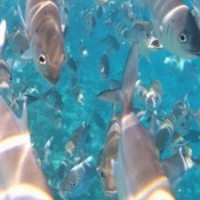 Vorsicht beim Verzehr von Fisch und Meeresfrüchten: Diese können erheblich quecksilberbelastet sein.